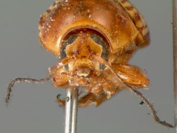 Media type: image; Entomology 8826   Aspect: head frontal view